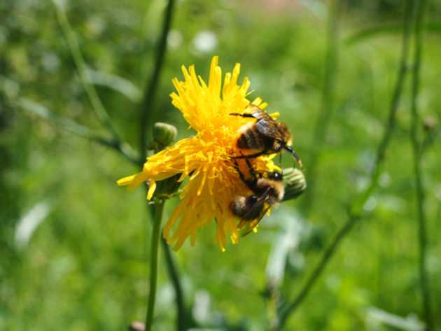 Schokreductie origineel beeld