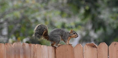 Extended background of a squirrel image in Firefly 