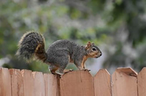 how to extend the background of this squirrel image