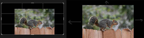 use crop tool in photoshop to extend the background of this squirrel image